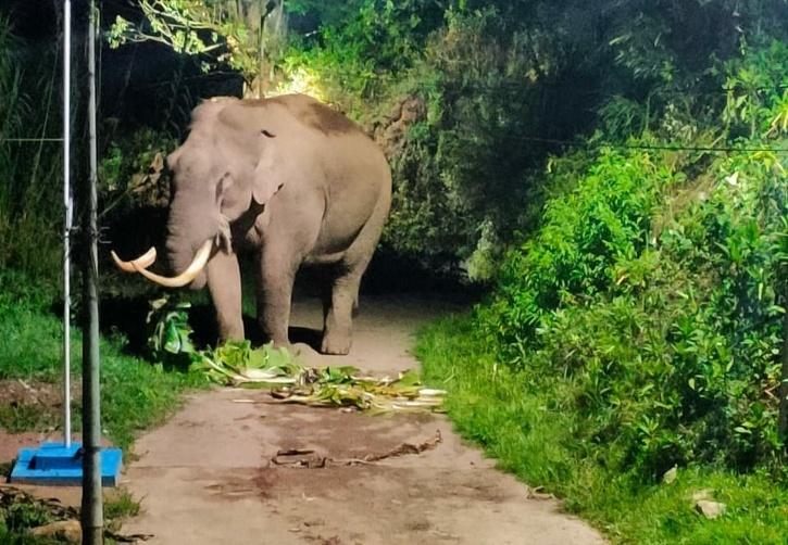padayappa elephant newskerala.net