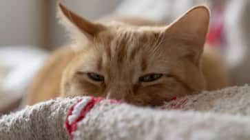 099c1c88-wp-header-logo.png