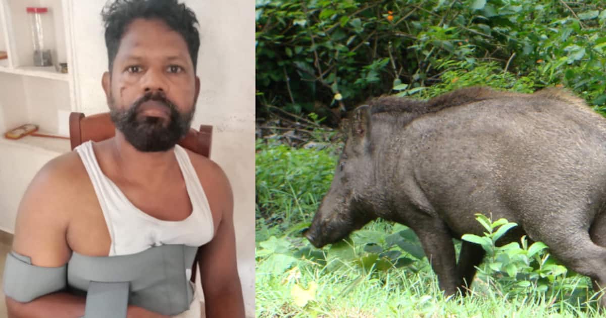 1726746208_wild-boar-attack_1200x630xt.jpg