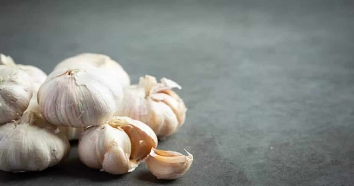Garlic-1726209307554_1200x630xt.jpg