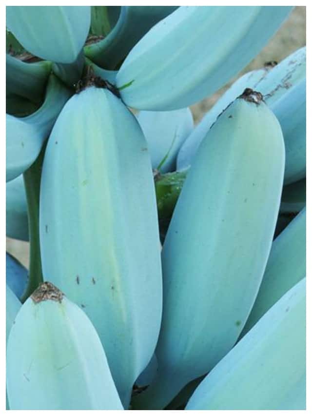 blue-java-banana-6-.jpg