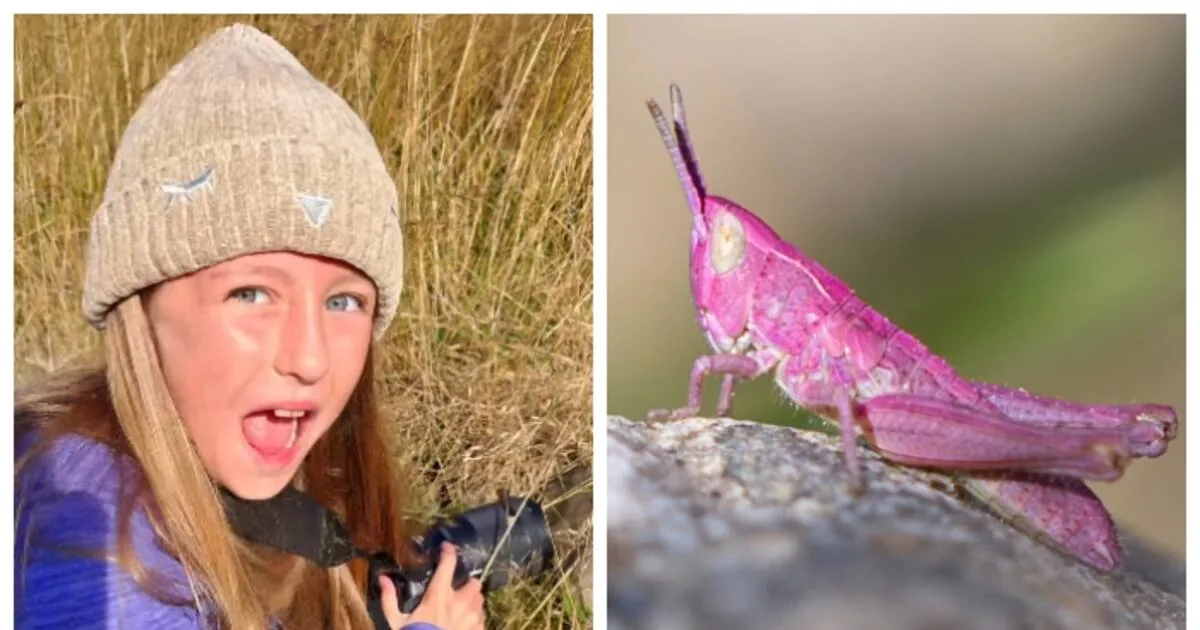 eight-year-old-girl-s-picture-of-a-rare-pink-locust_1200x630xt.jpg