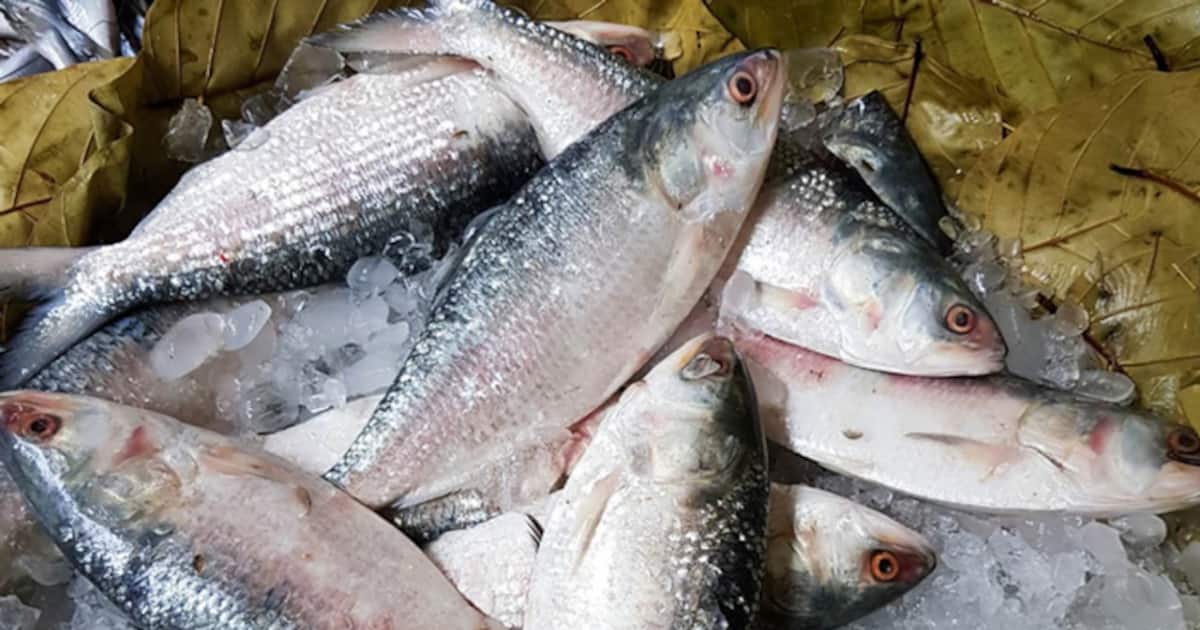 ilish-1694781190729_1200x630xt.jpg