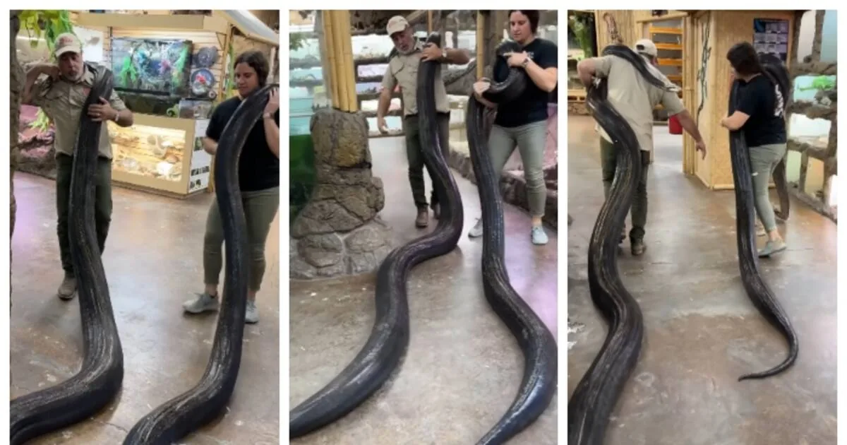 man-and-woman-grab-massive-pythons-on-their-shoulders_1200x630xt.jpg