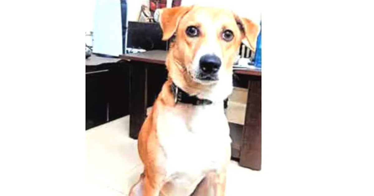 missing-pet-dog-chikk_1200x630xt.jpg