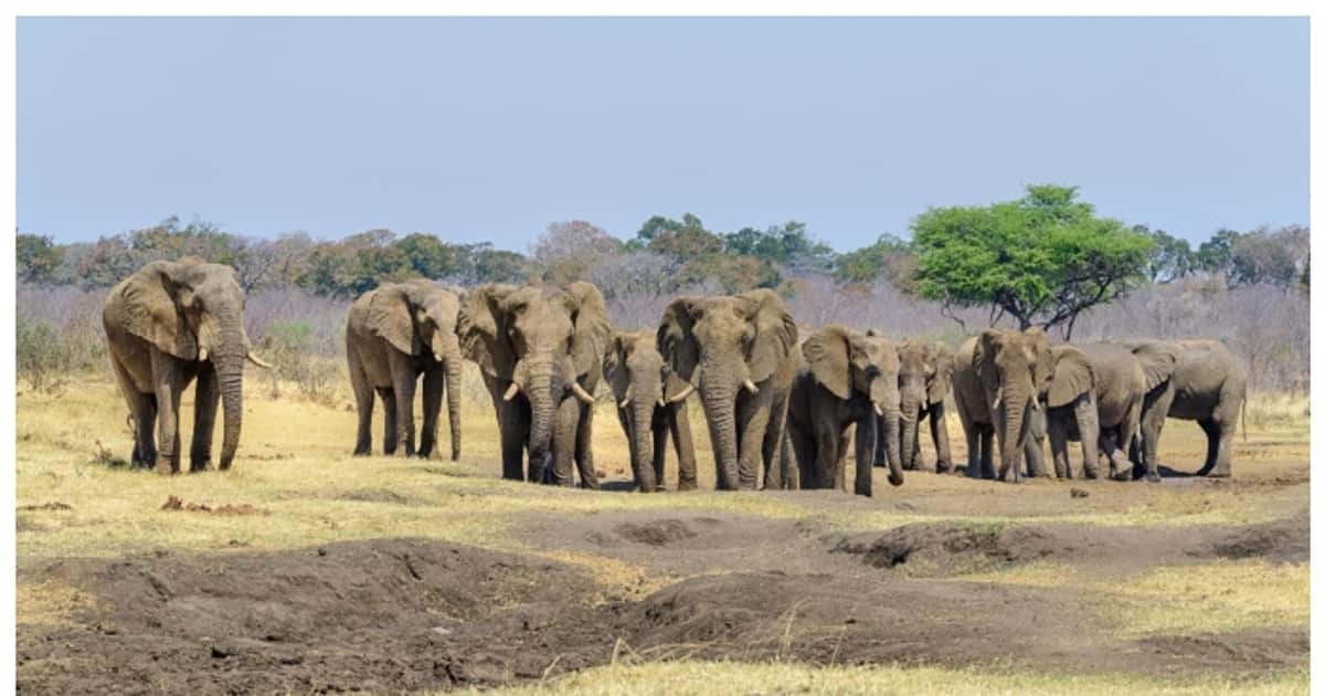 namibia-wildlife_1200x630xt.jpg