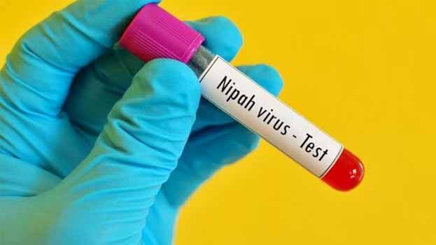 nipah-.1.2913164.jpg