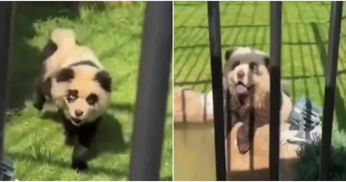panda-china_1200x630xt.jpg