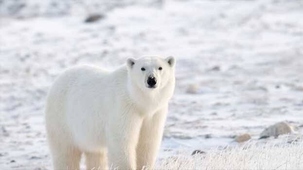 polar-bear.1.2915811.jpg