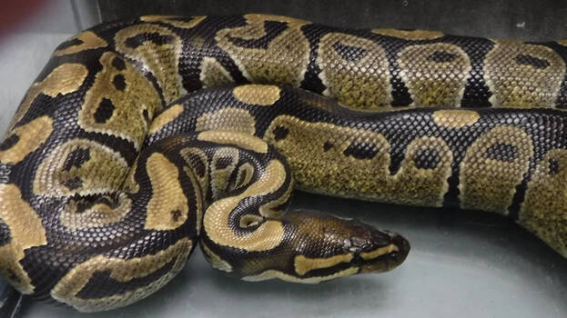 python.1.2909407.jpg
