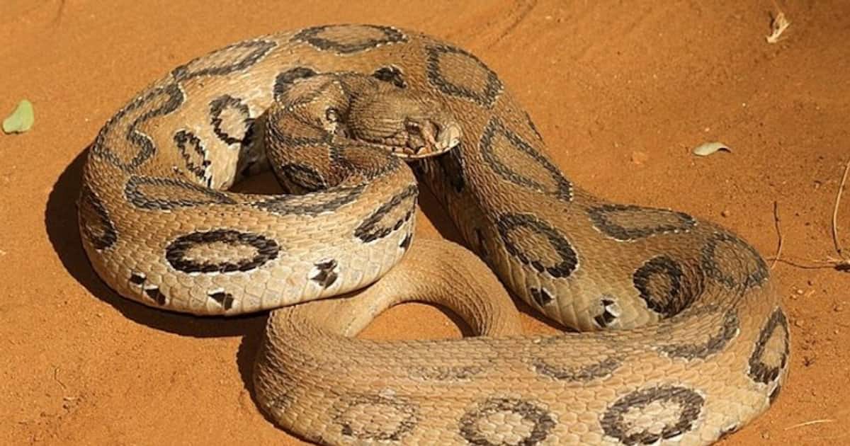 russell-viper_1200x630xt.jpg