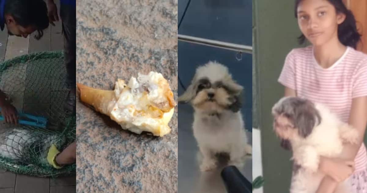 shih-tzu-puppy_1200x630xt.jpg