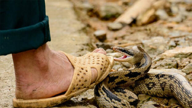 snake.1.2908011.jpg
