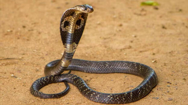 snake.1.2921873.jpg