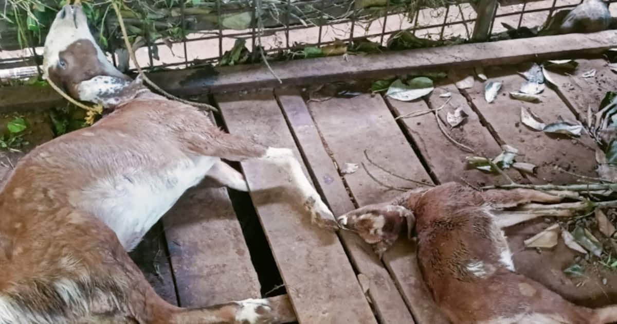 three-goats-killed-in-stray-dog-attack_1200x630xt.jpg