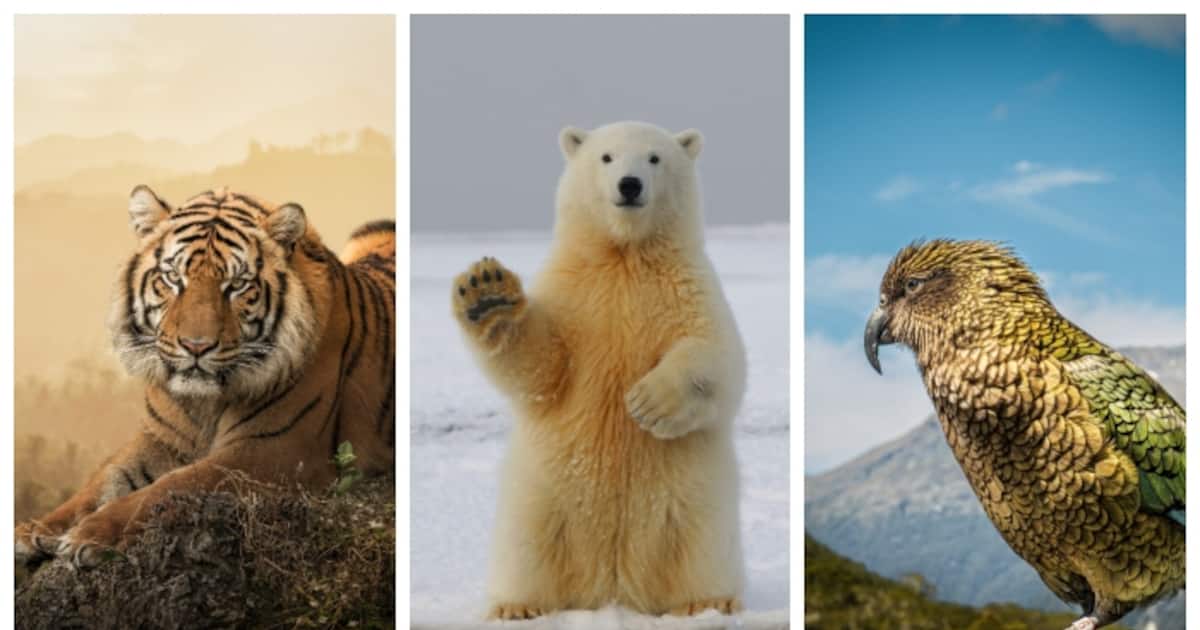 ai-releases-list-of-species-that-will-disappear-from-earth-by-2050_1200x630xt.jpg