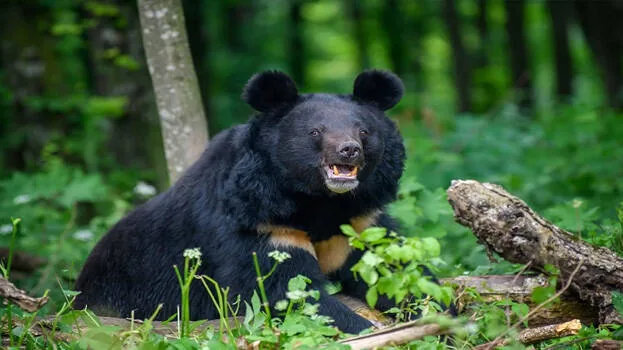bear.1.2958888.jpg