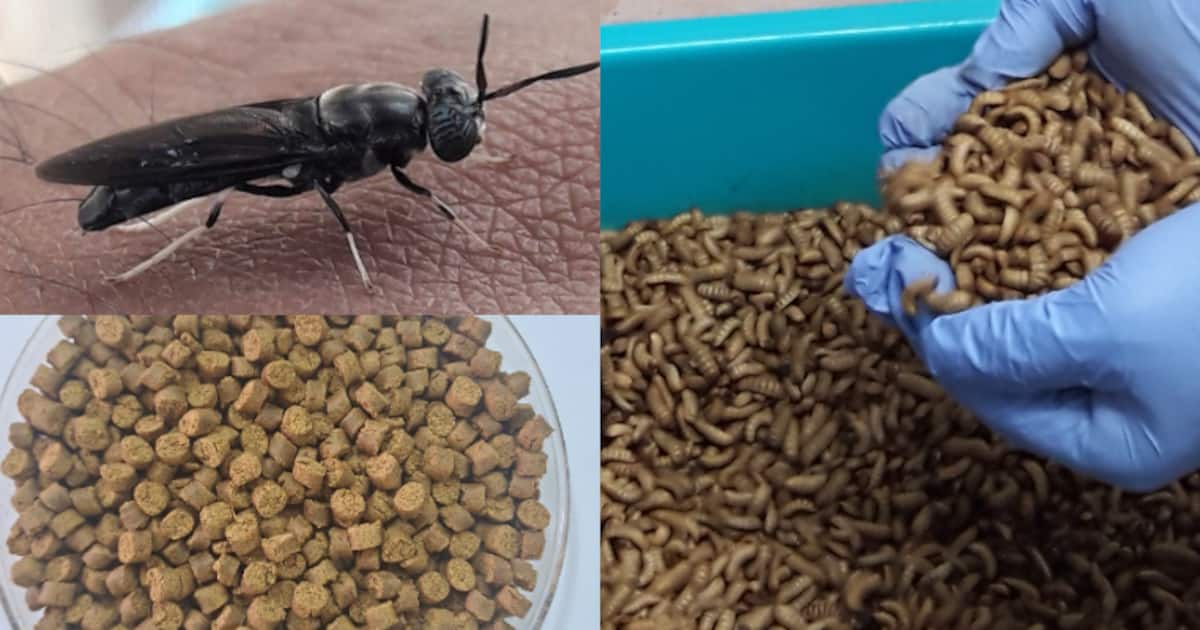 black-soldier-fly_1200x630xt.jpg