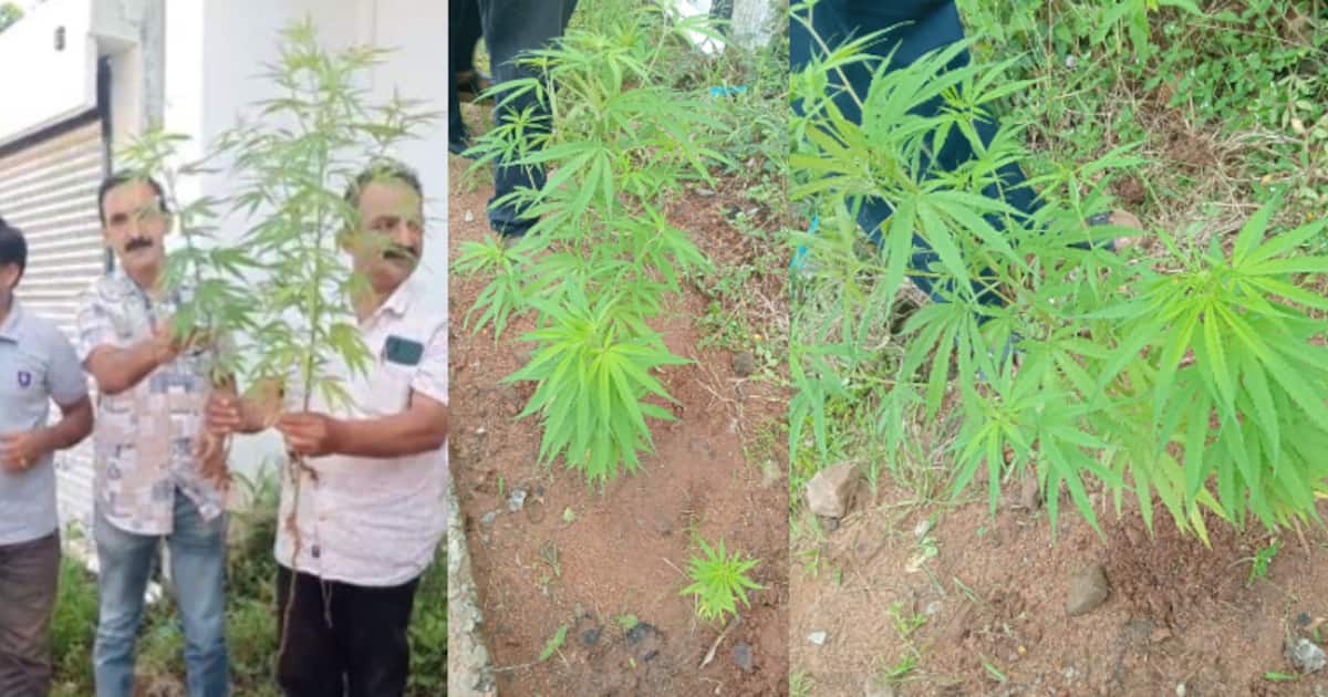 cannabis-kollam_1200x630xt.jpg