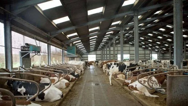 cow.1.2945898.jpg