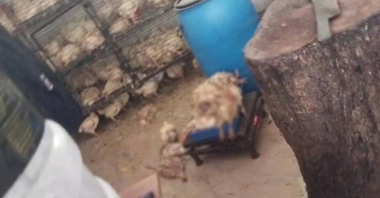 dead-chicken-1-.jpeg