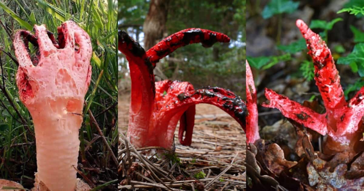 devils-finger-fungus-_1200x630xt.jpg