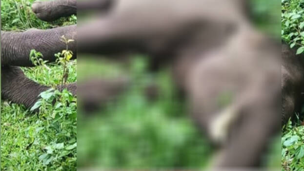 elephant.1.2931641.jpg