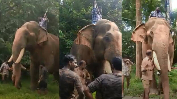 elephant.1.2933487.jpg