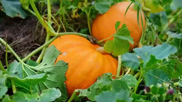 farm.1.2944018.jpg