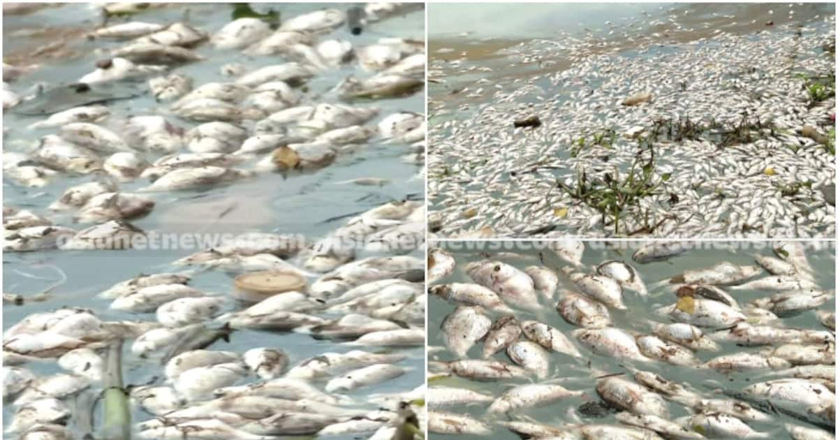 fish_1200x630xt.jpg