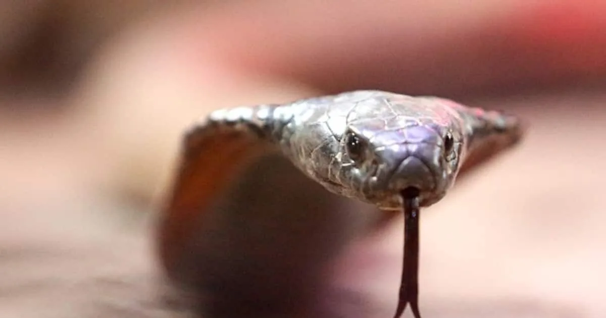 gettyimages-1238889574-594x594_1200x630xt.jpg