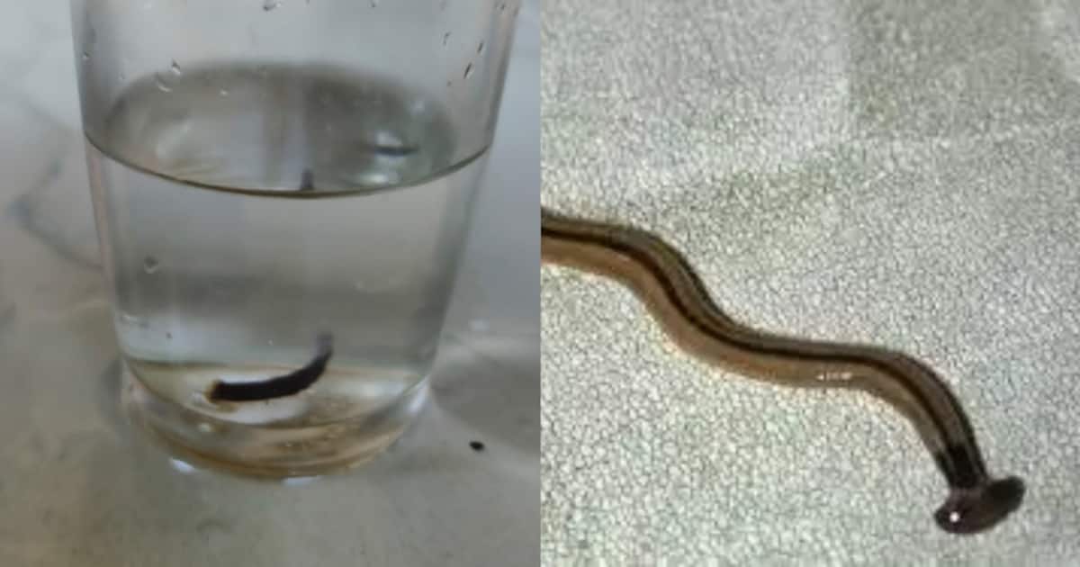 hammerhead-worm_1200x630xt.jpg