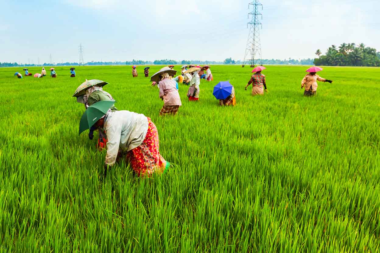 kerala-farming.jpg