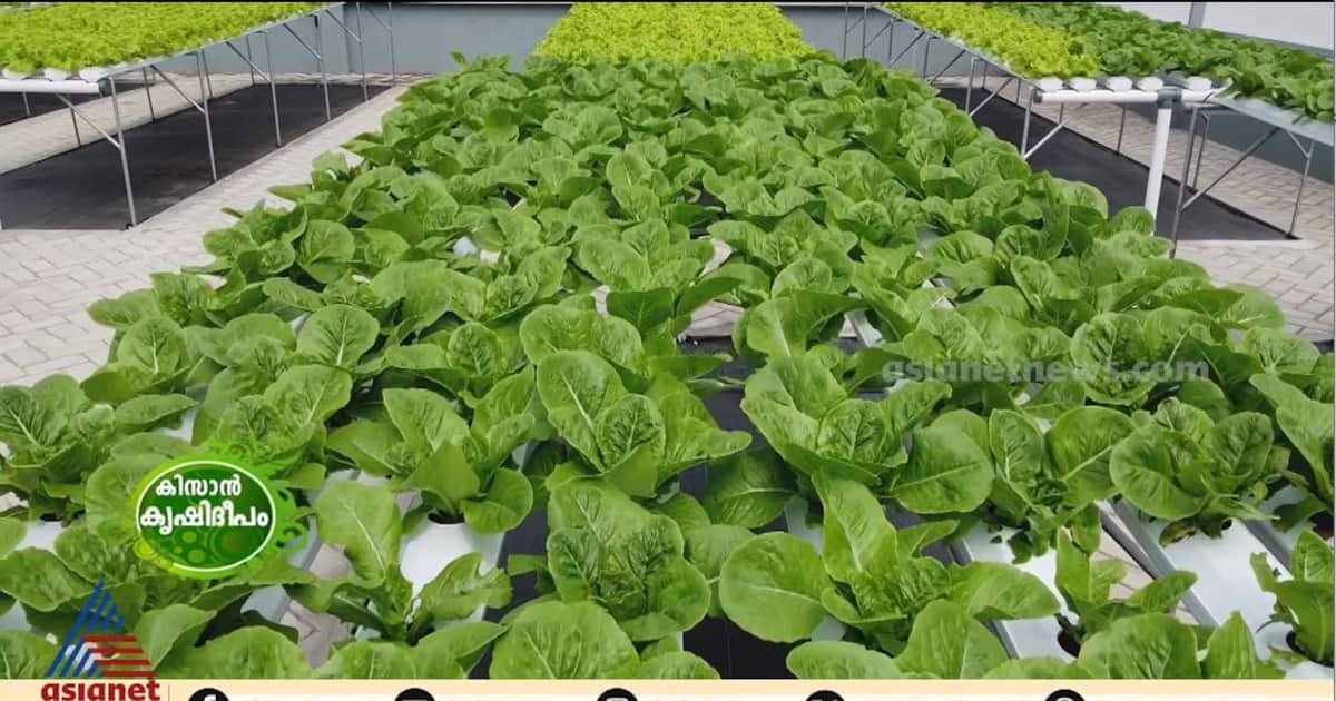 kissan-jpeg_1200x630xt.jpg