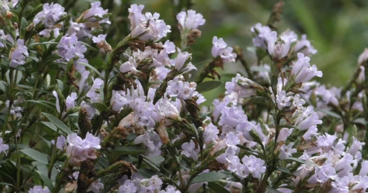 kurinji_1200x630xt.jpg