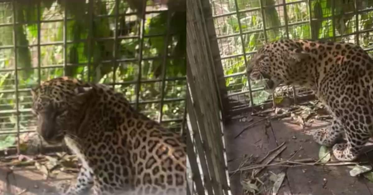 leopard-caught_1200x630xt.jpg