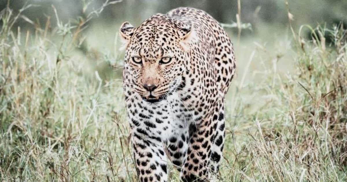 leopard-indore-1705473793043_1200x630xt.jpg