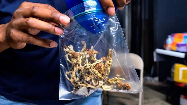 magic-mushroom.1.2935117.jpg