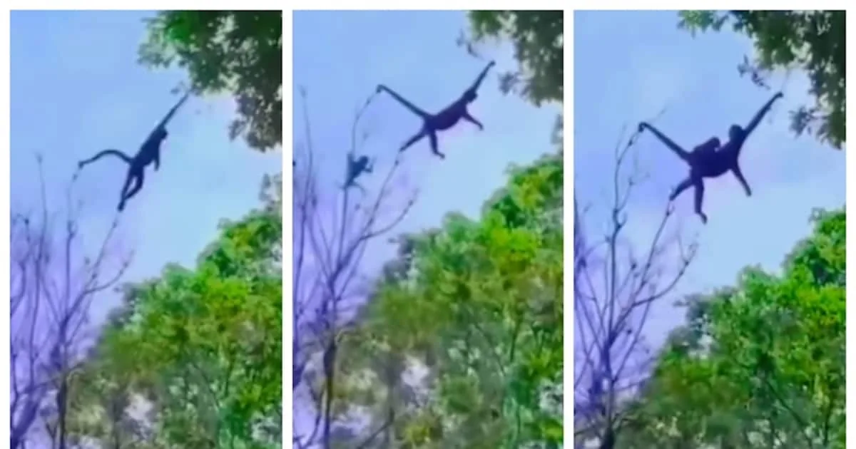 monkey-climbs-tree-to-another-with-her-baby_1200x630xt.jpg