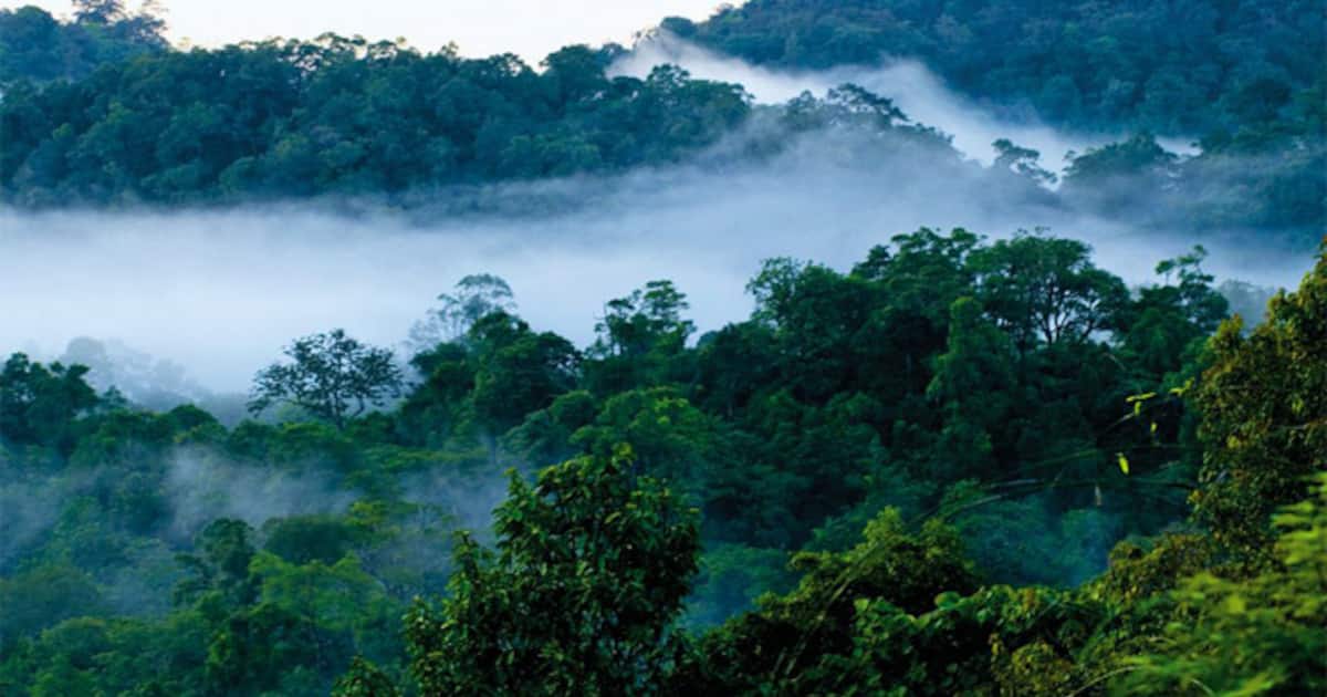 nelliyampathy_fog_1200x630xt.jpg