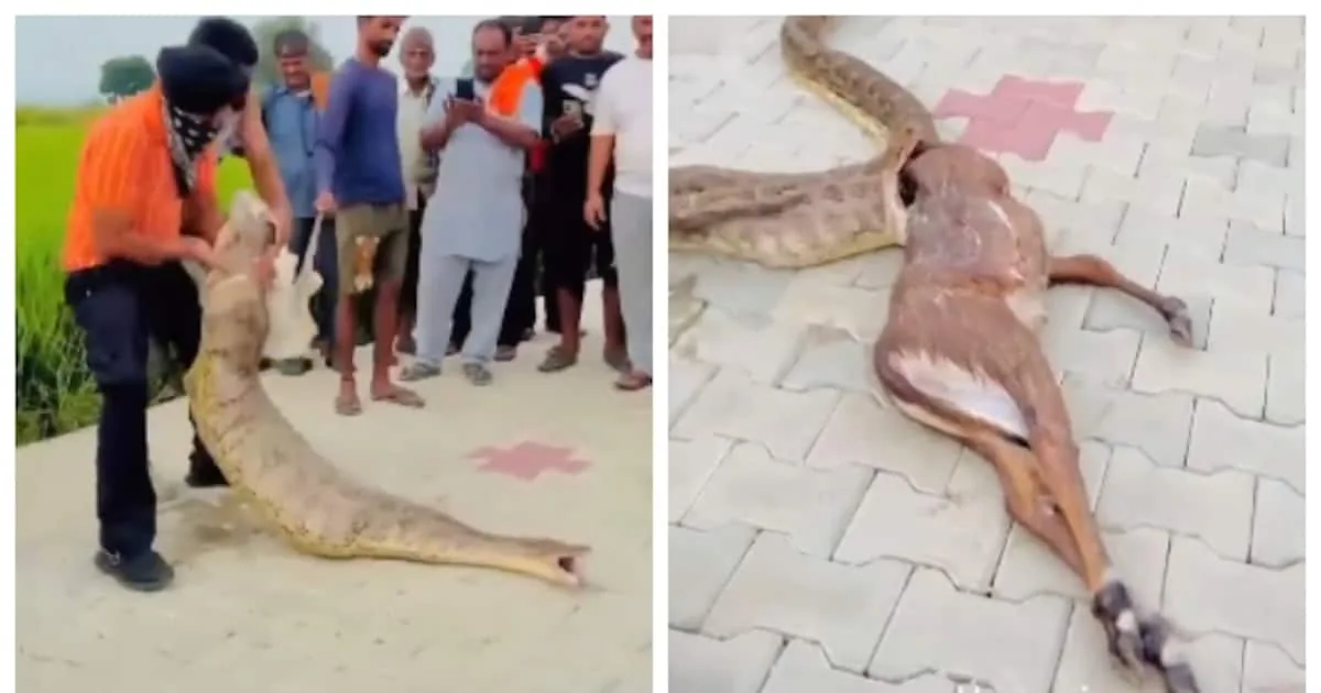 ocals-attempt-to-save-nilgai-calf-swallowed-by-python_1200x630xt.jpg