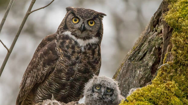 owl-.6.2973651.jpg
