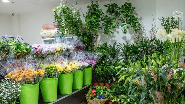 plant.1.2939714.jpg
