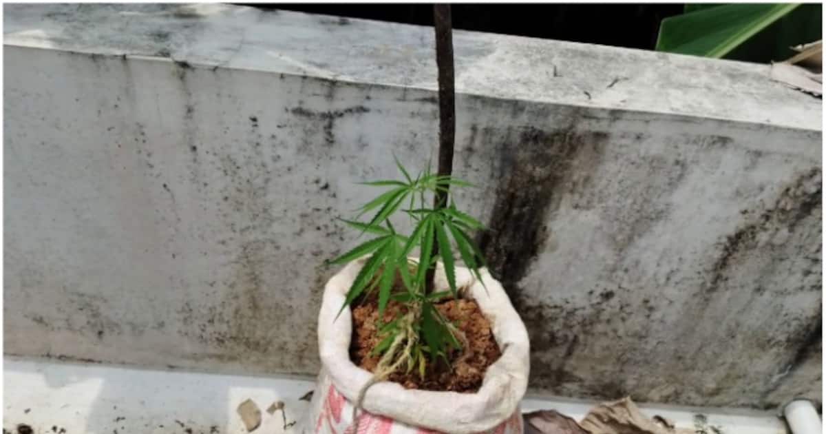 pothencode-ganja_1200x630xt.jpg