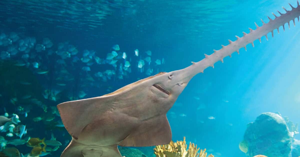 saw-fish_1200x630xt.jpg