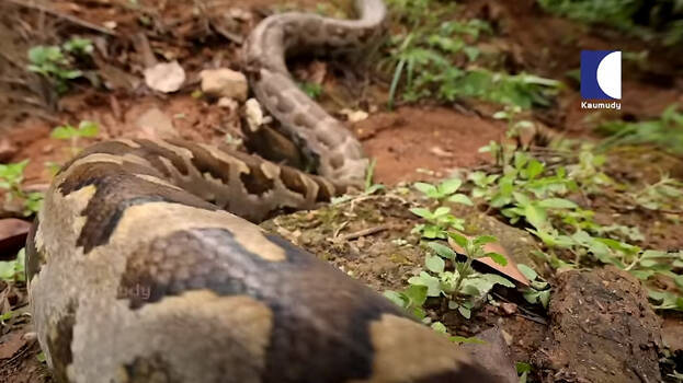 snake-.1.2963885.jpg