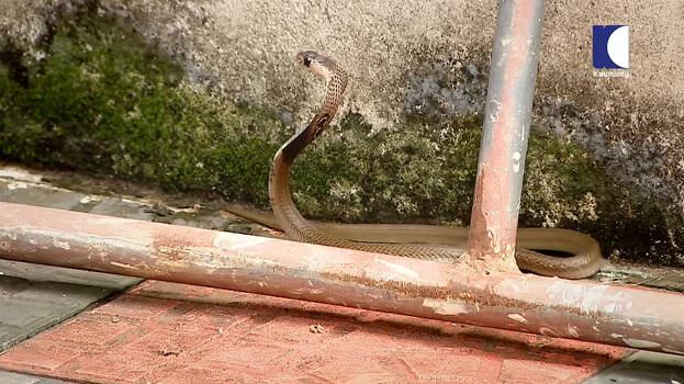 snake-master.1.2933400.jpg