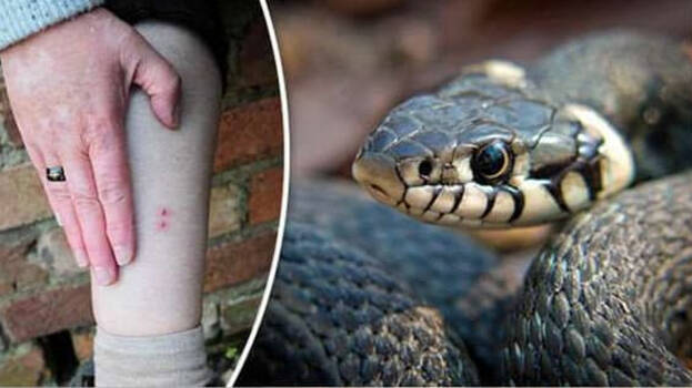 snake.1.2962233.jpg