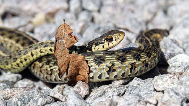 snakes.1.2930043.jpg