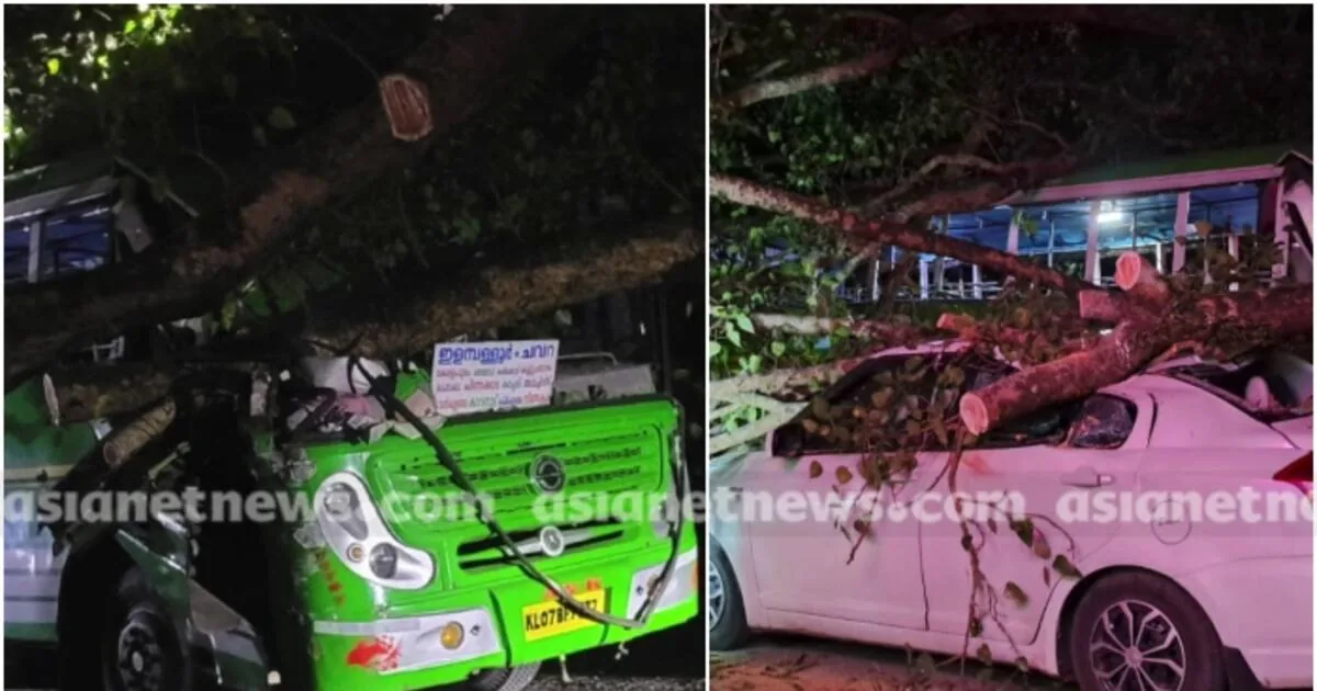 tree-fell_1200x630xt.jpg